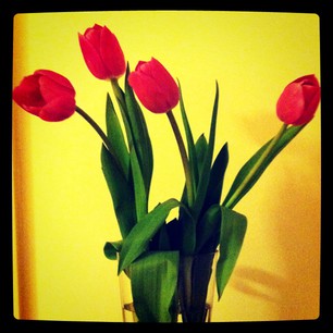 Thank You Tulips