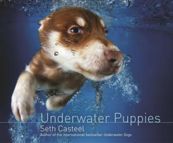 Underwater Puppies