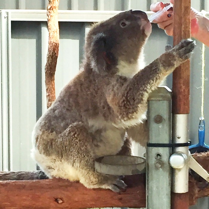 Koalas