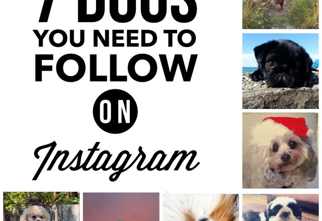 7 Dogs You Need to Follow on Instagram