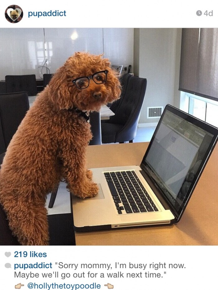 7 top dogs to follow on Instagram