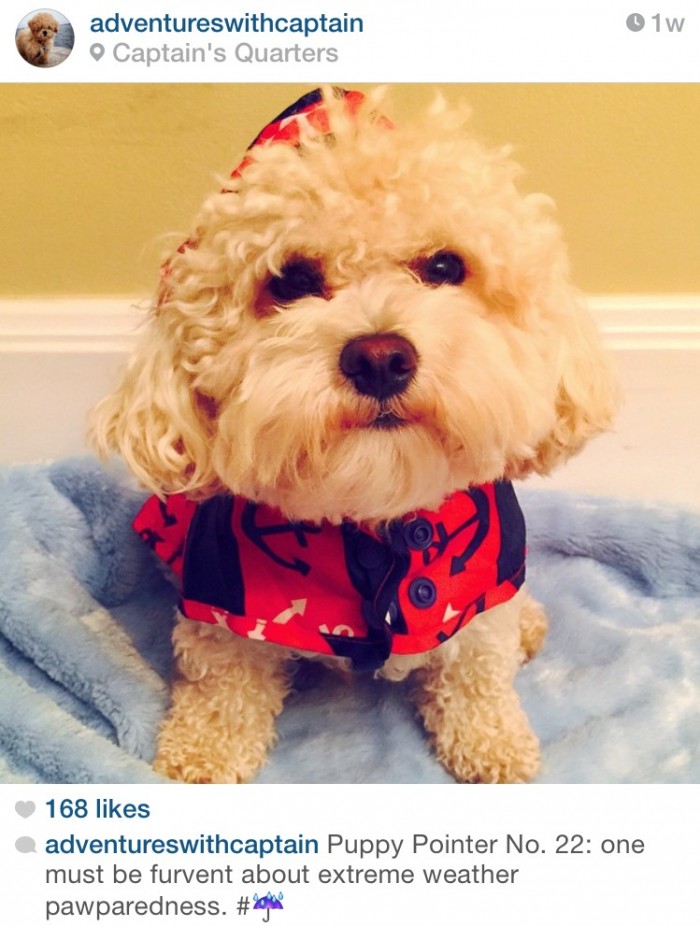 7 Top Dogs to follow on Instagram