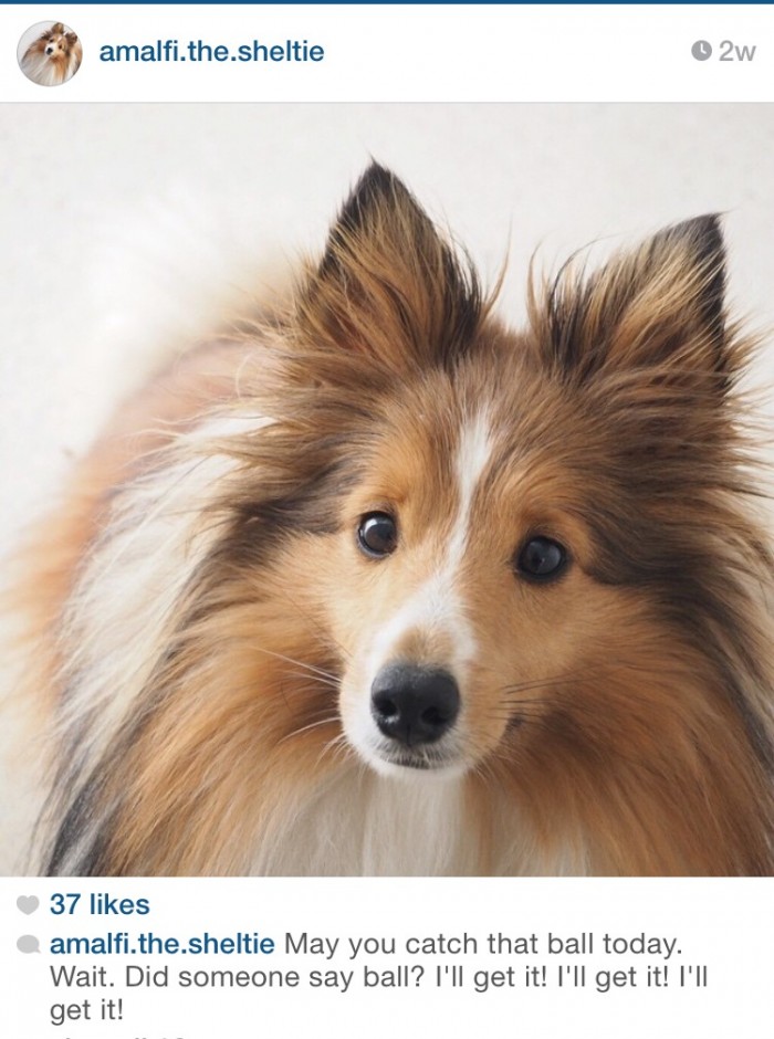 7 Top Dogs to follow on Instagram