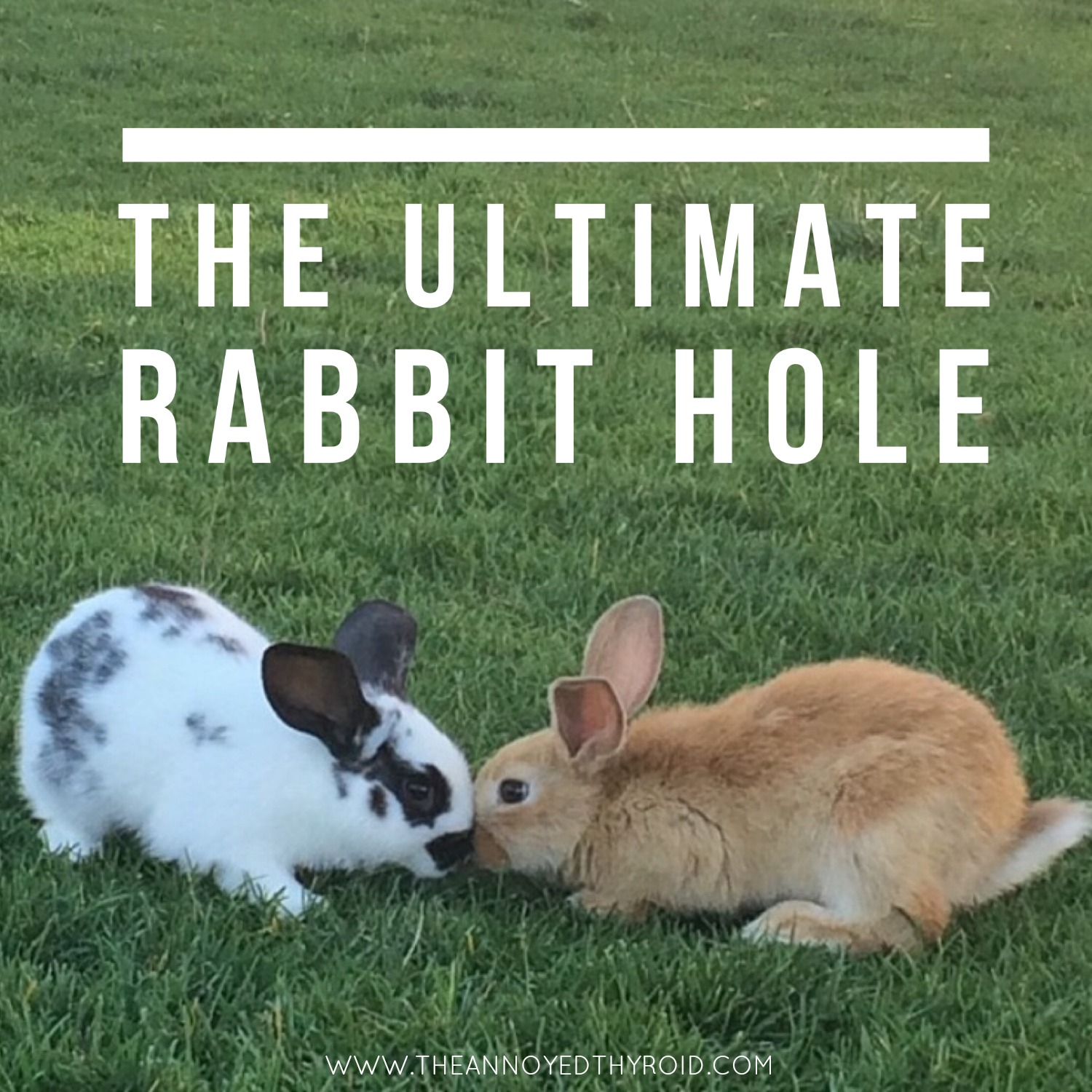 Rabbit hole download