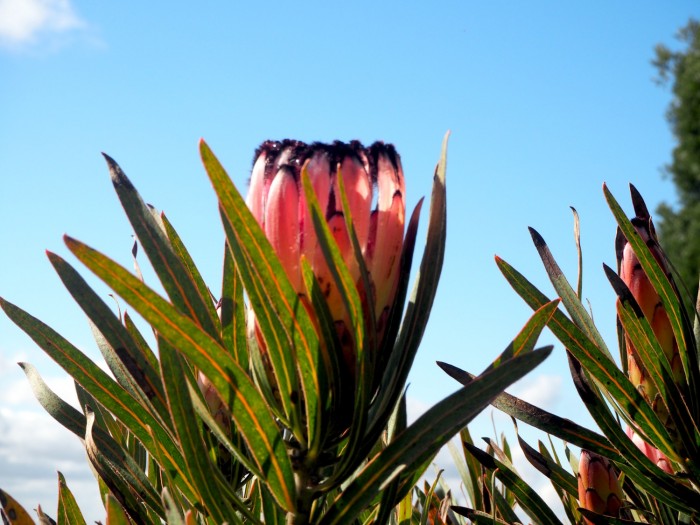 Proteas - 10 on 10 July