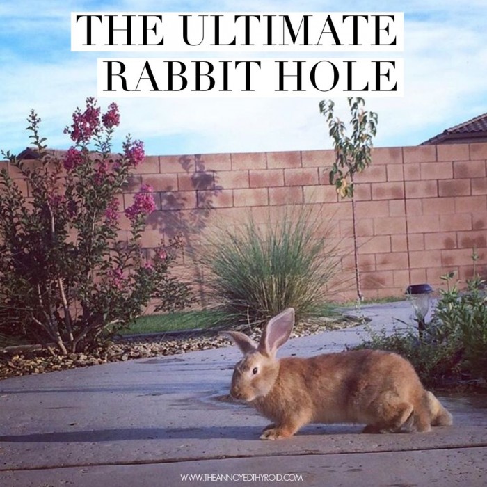 The Ultimate Rabbit Hole #38