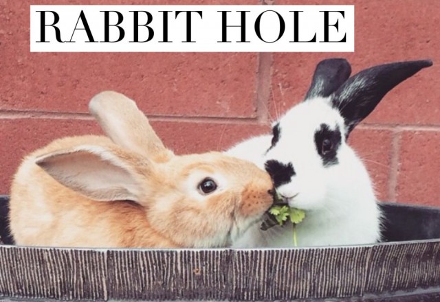 The Ultimate Rabbit Hole #39
