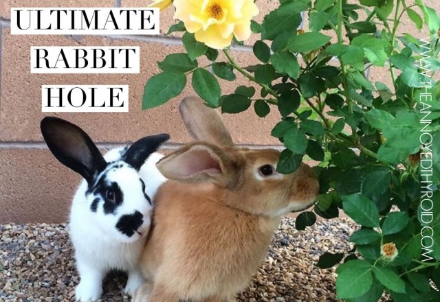 The Ultimate Rabbit Hole #94