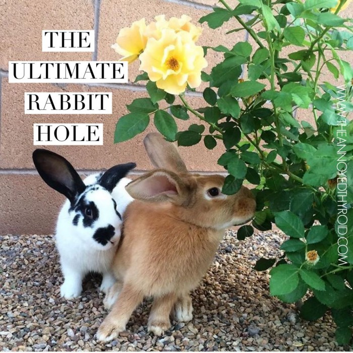 Ultimate Rabbit Hole 41