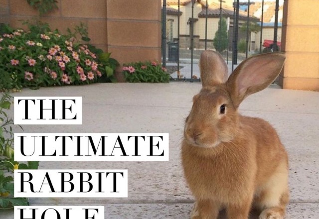 The Ultimate Rabbit Hole #43