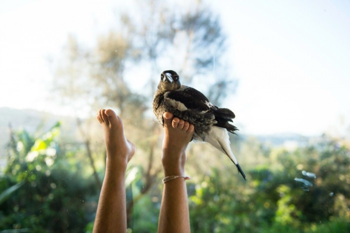 penguin the magpie