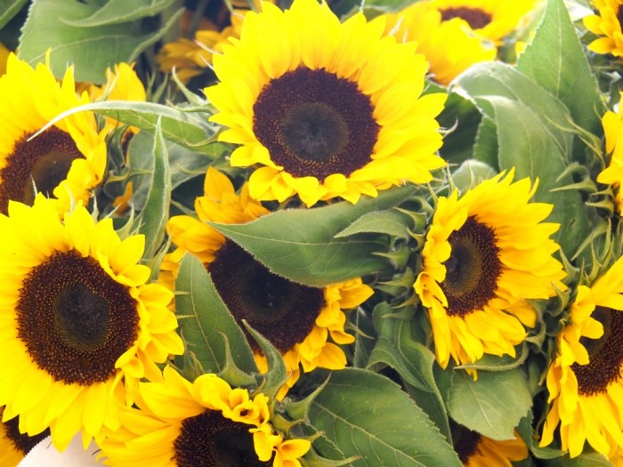 Taking Stock Seattle - Pike Place Market flowers