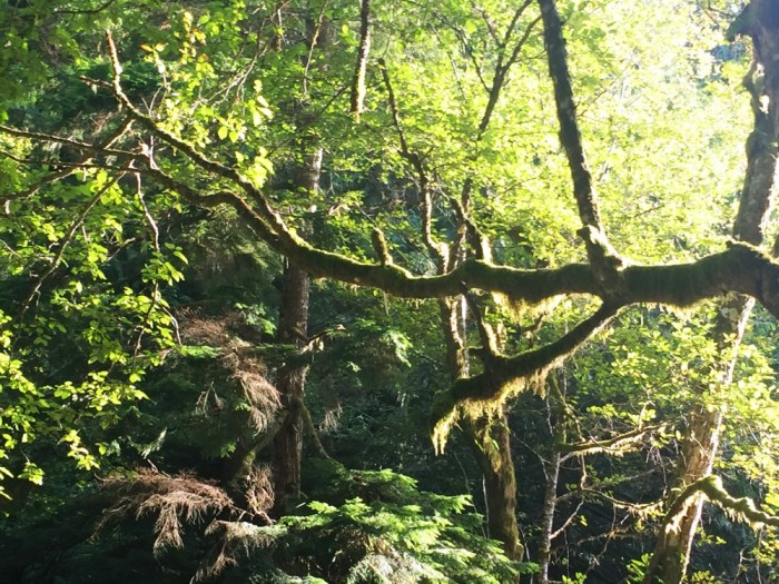 Shannon Falls National Park