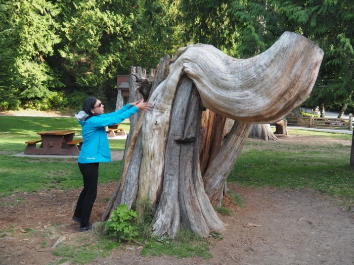 Tree stumps - Shannon Falls