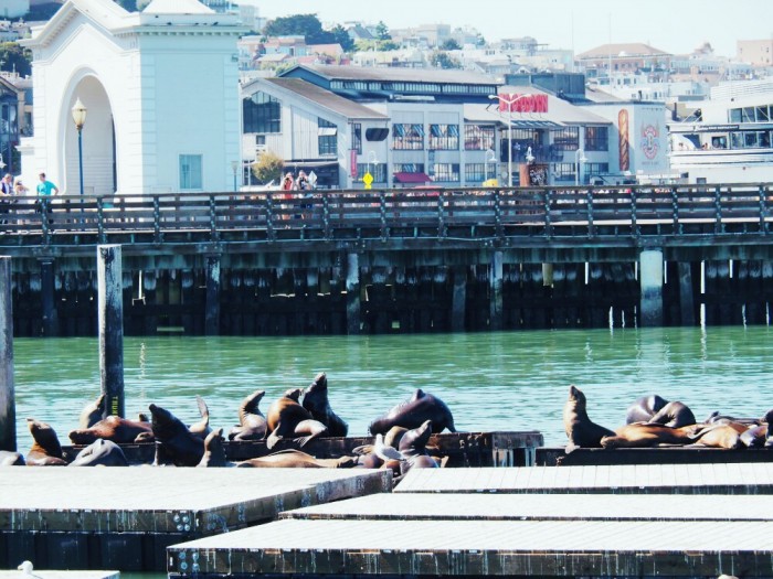 Seals Fisherman's Wharf