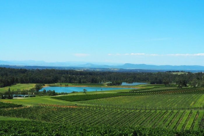 Audrey Wilkinson vineyard view