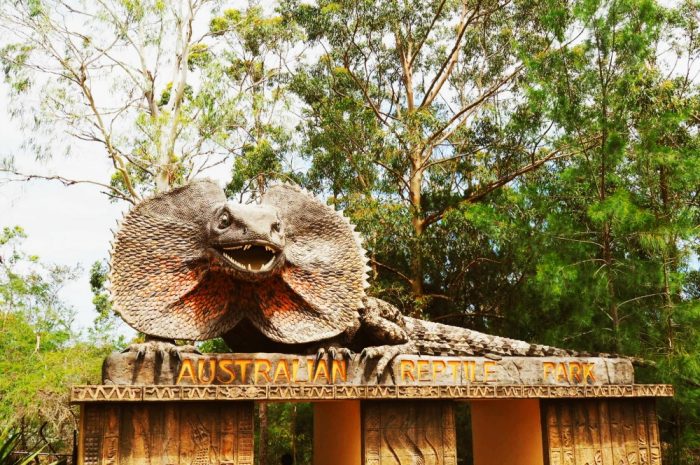 Big Frilled Neck Lizard