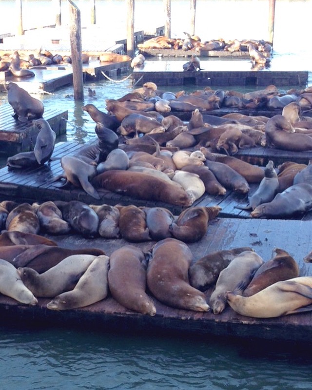 Taking stock - pier 39