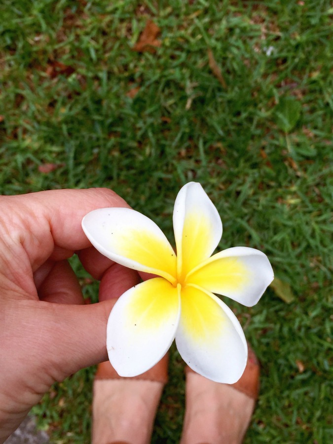 Taking Stock - March 2018 frangipani