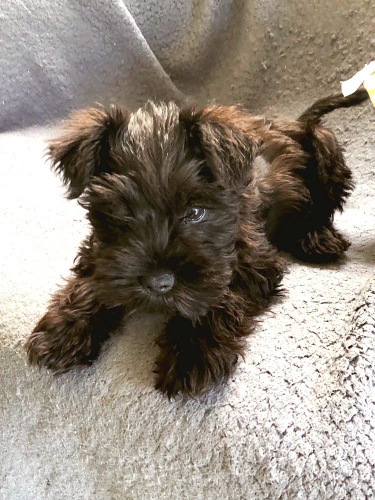 Dolly the miniature schnauzer