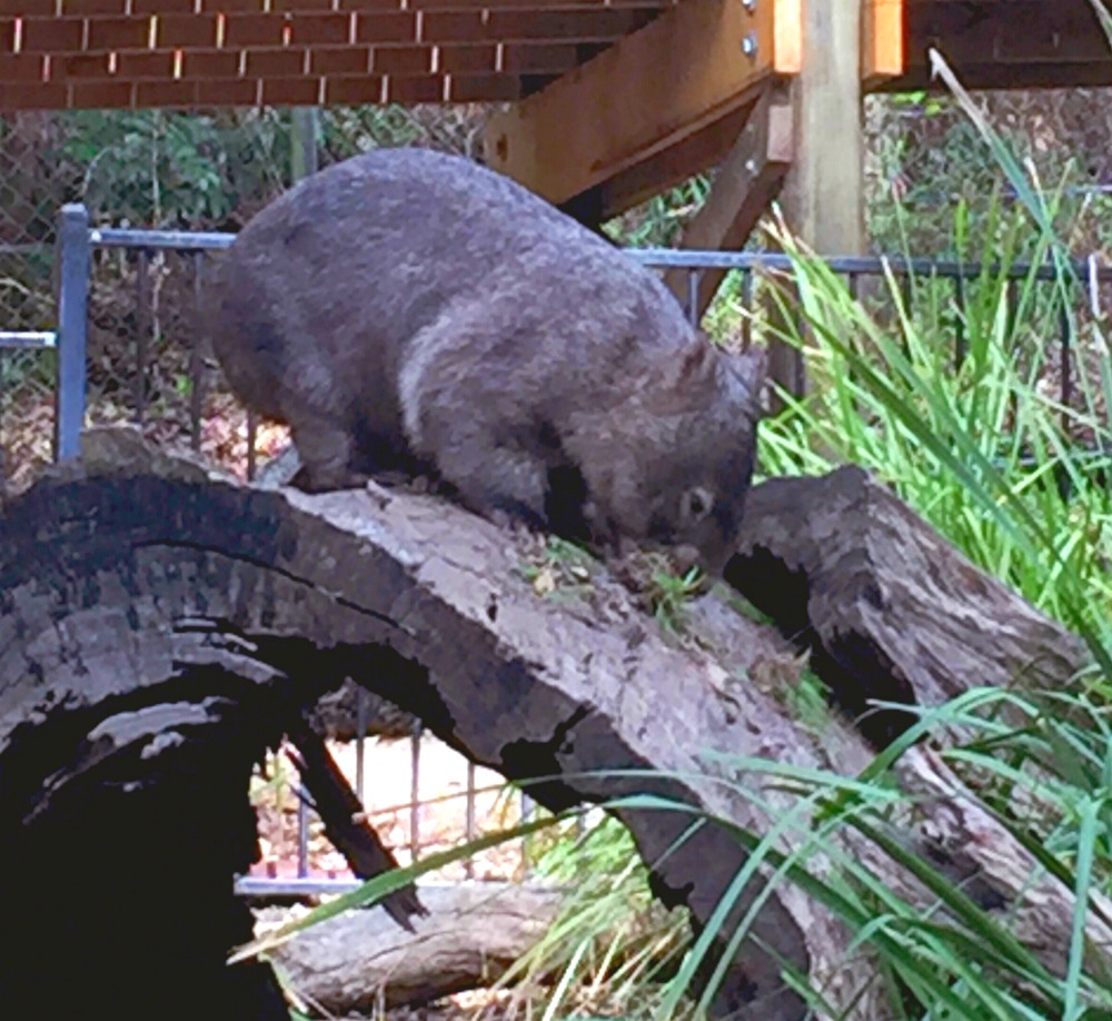 72 hours in Newcastle - Blackbutt Reserve 