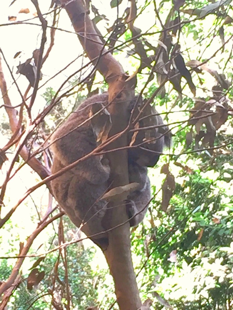 72 hours in Newcastle - Blackbutt Reserve 1