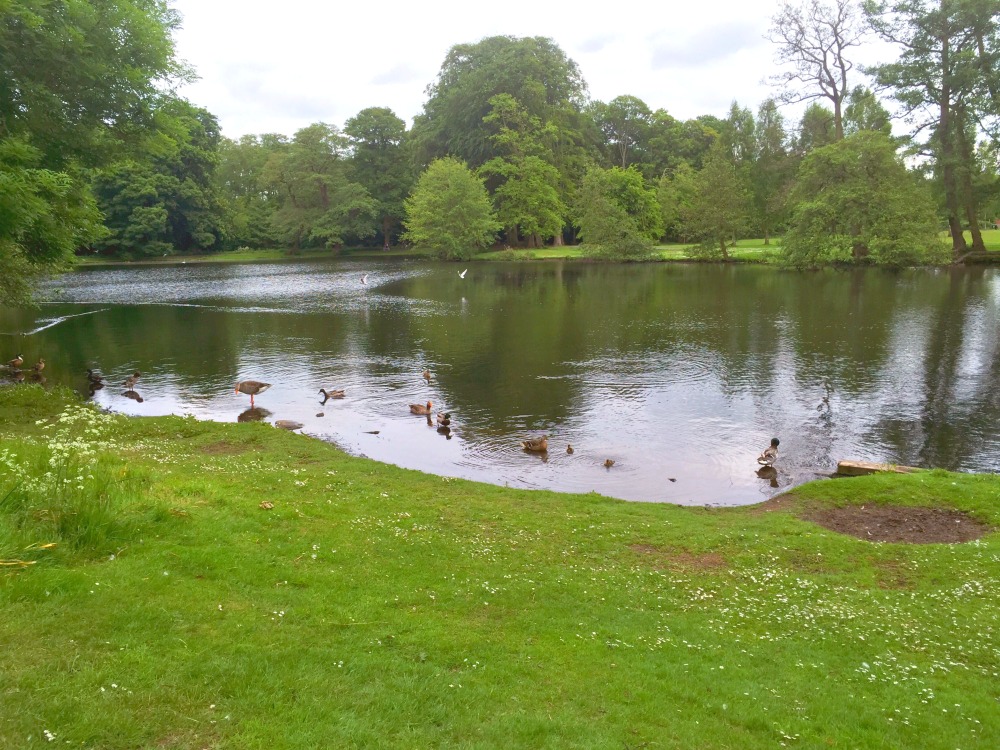 72-hours-in-Lincoln-Boultham-Park-Ducks 