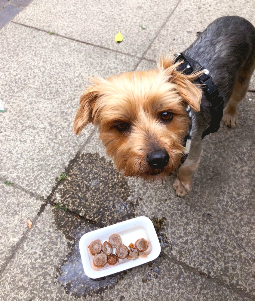 Hartsholme-country-park-dog-sausage