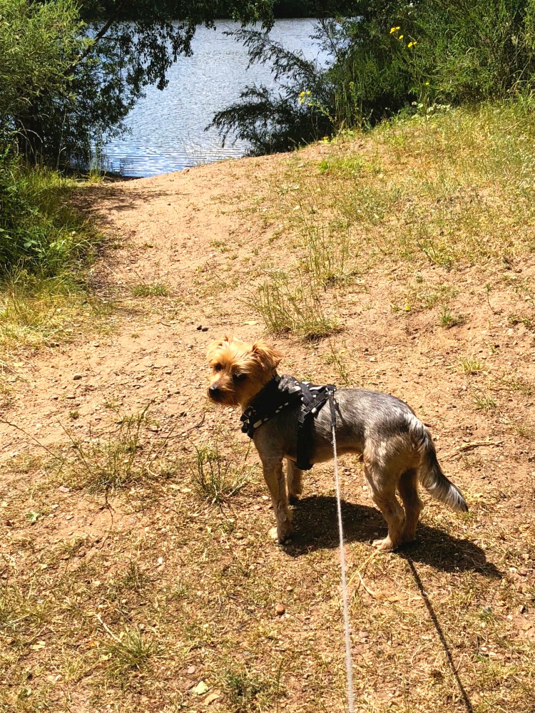 Swanholme lakes walks