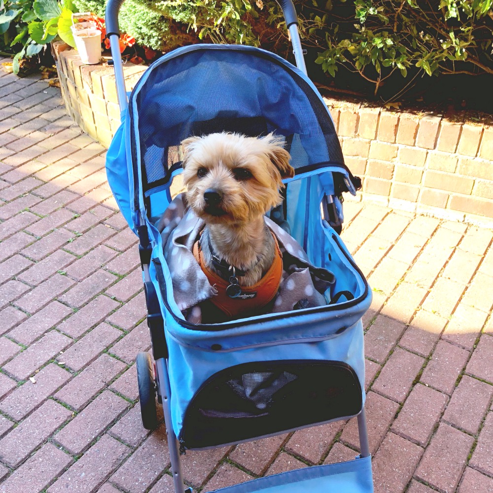 taking stock calvin the dog pram