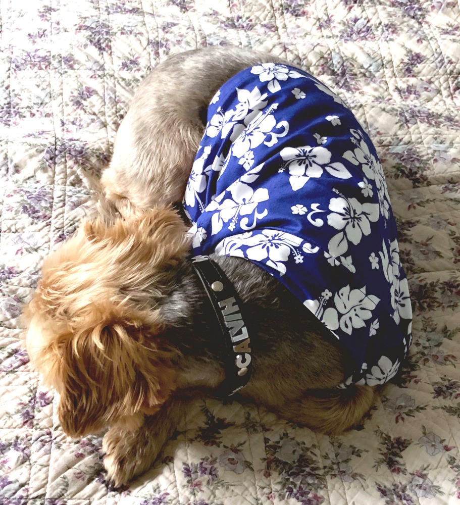 35 reasons to go to Oahu right now - Dog hawaiian shirt