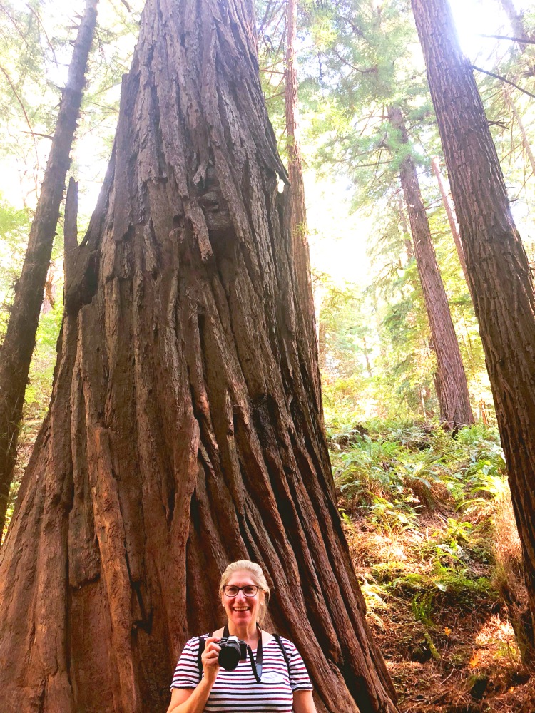 Taking stock Muir Woods