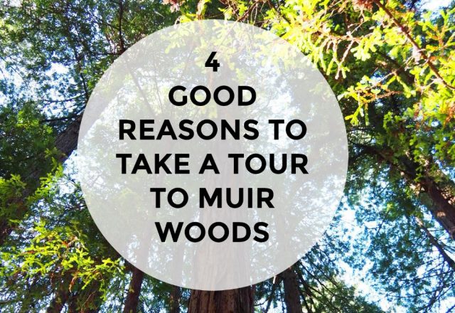 4 Good Reasons to Take a Tour to Muir Woods