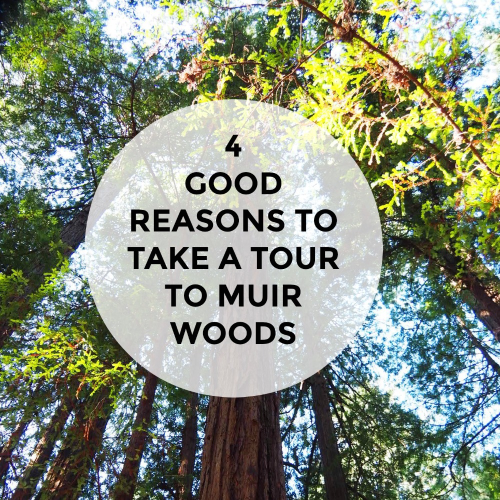 4 Good reasons to take a tour to Muir Woods