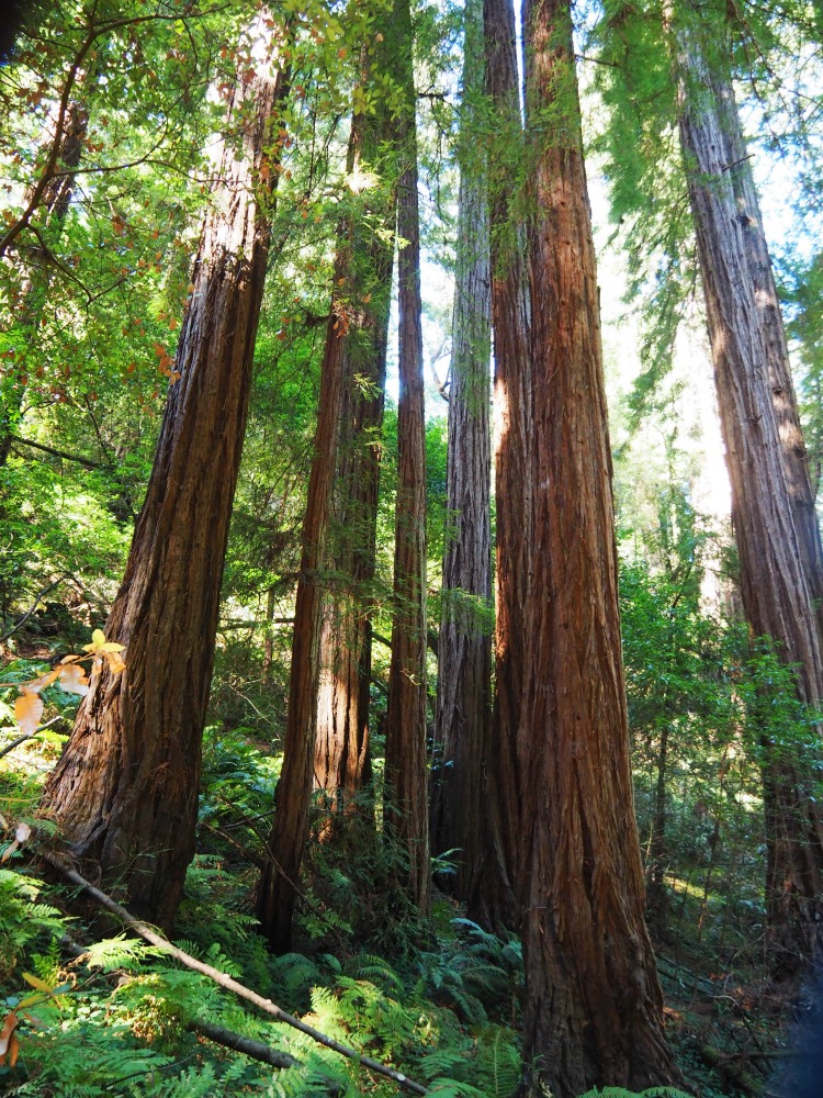 Half Day Muir Woods Tour