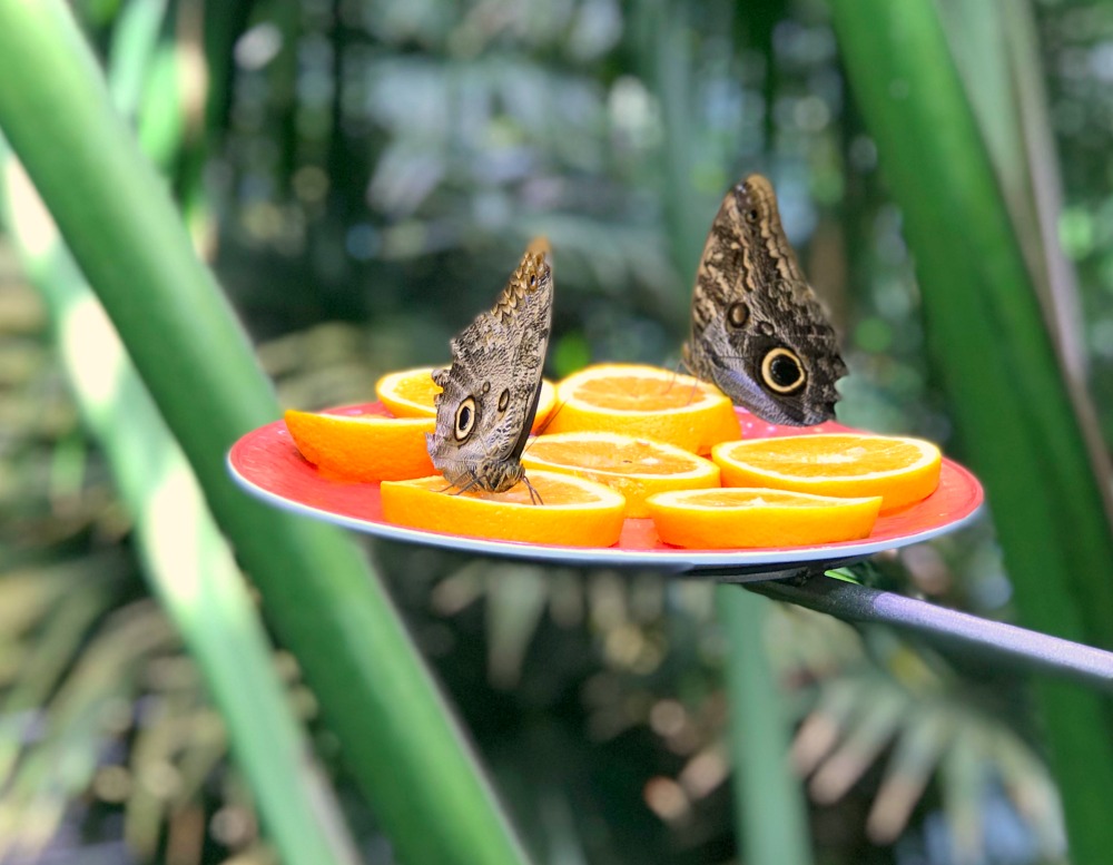 Butterflies California Academy of Sciences