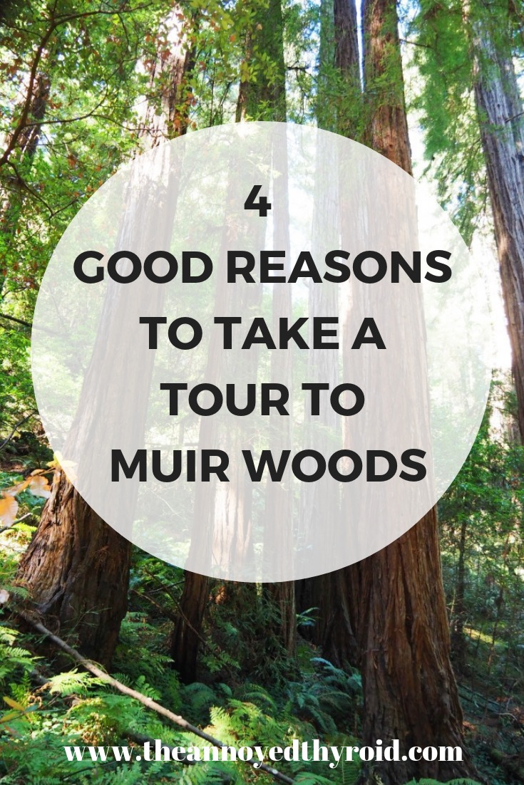 4 Good reasons to take a tour to Muir Woods pin