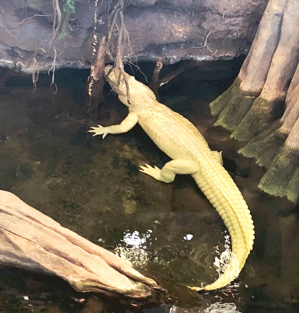 California Academy of Sciences - Claude the alligator