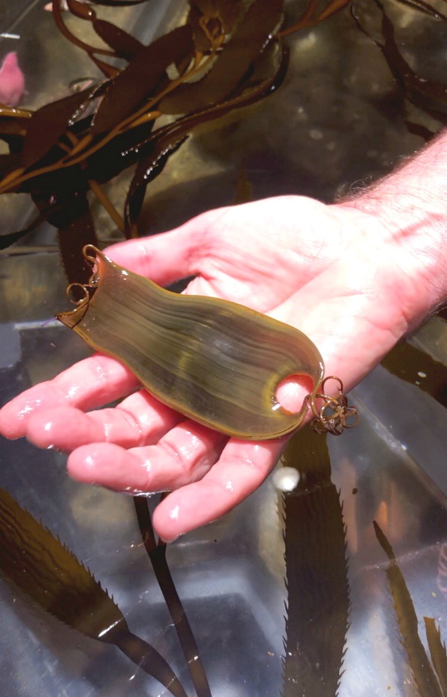 California Academy of Sciences - shark egg