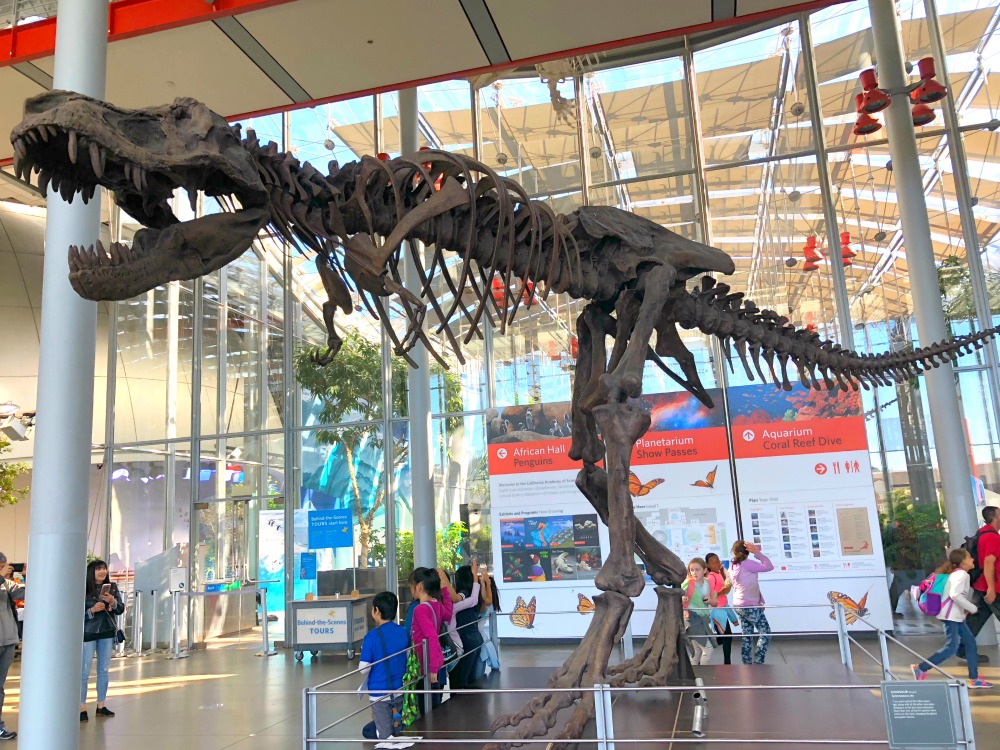 California Academy of Sciences - T-Rex