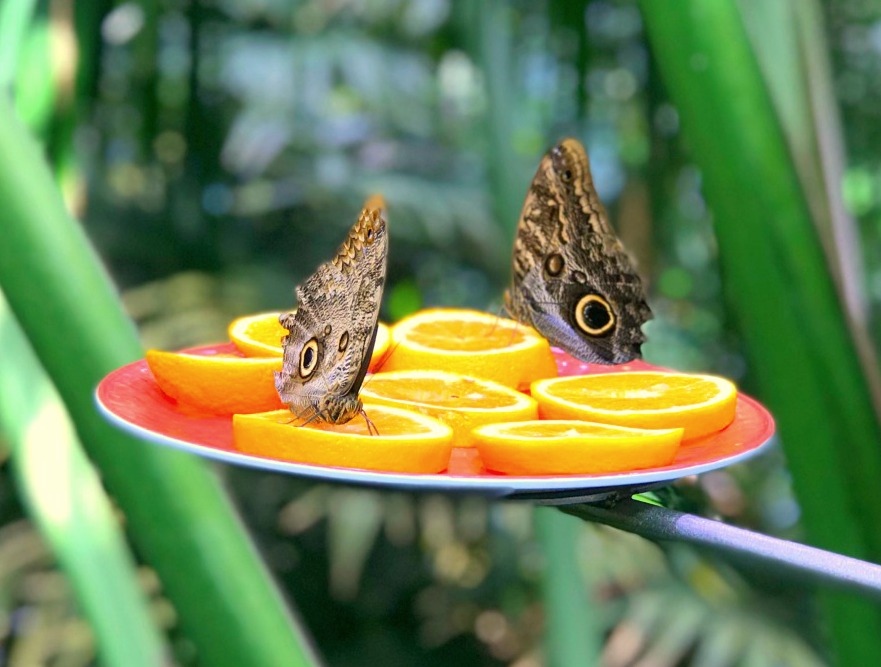 California Academy of Sciences - butterflies