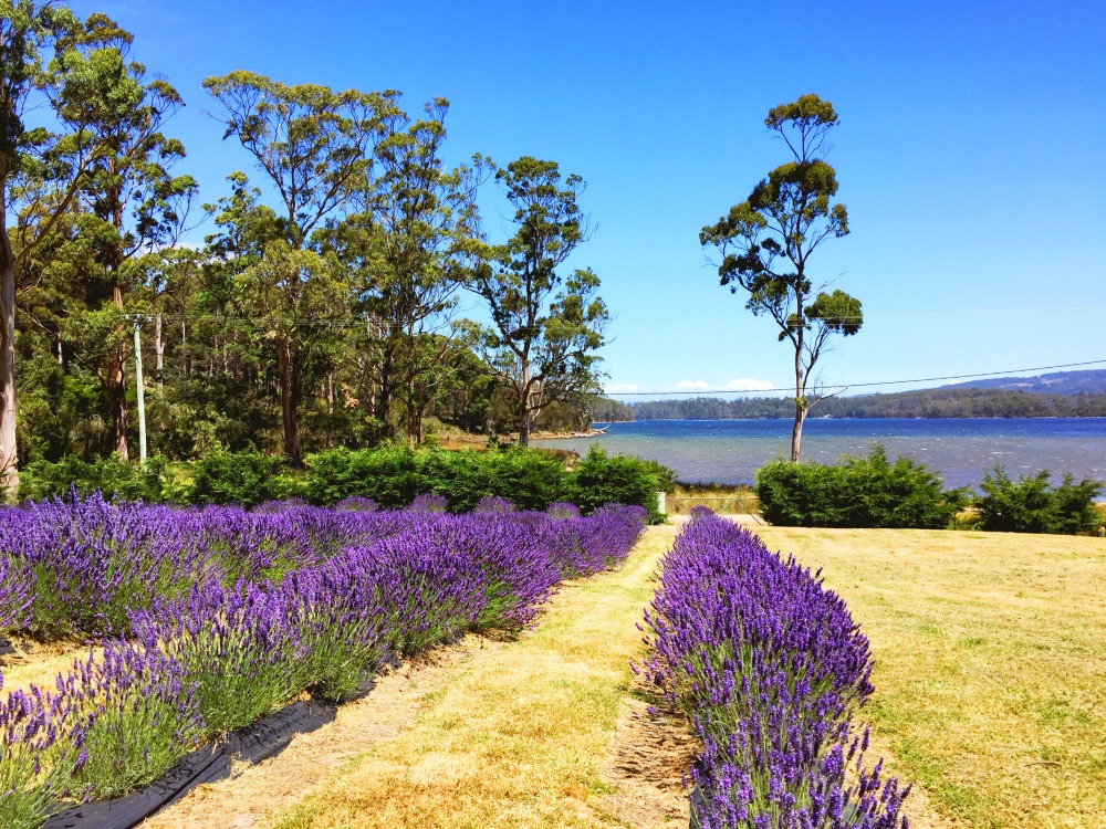 Touring with Let's Show You Tasmania Port Arthur Lavender fields