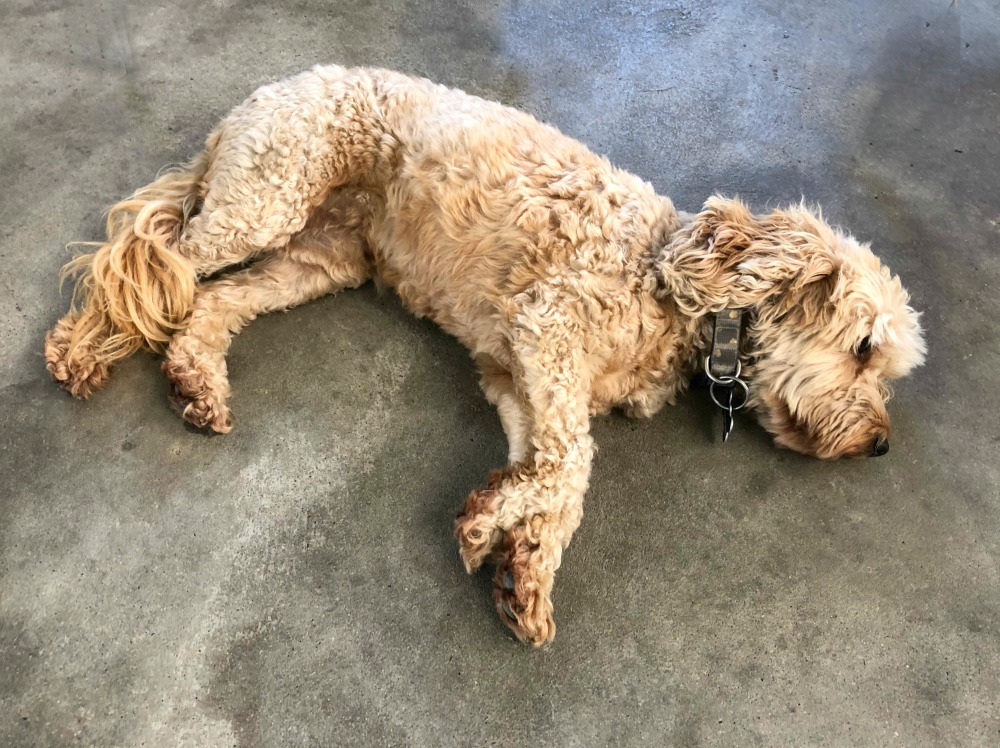 A weekend in Berry - Chloe the wine dog at Two Figs Winery