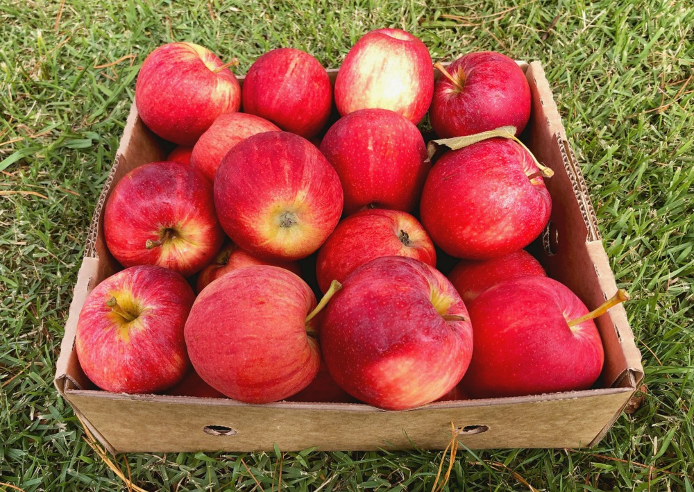 logan brae apples