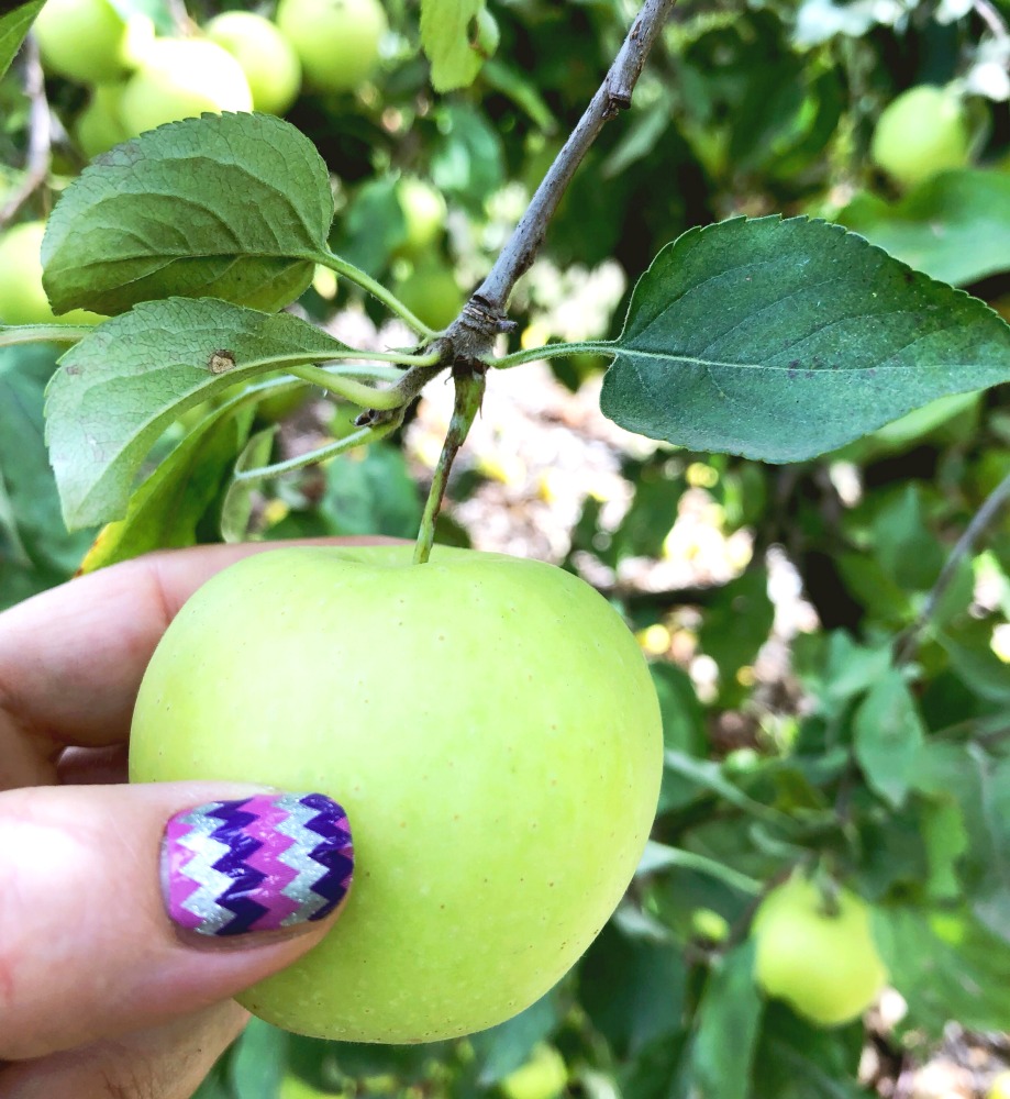 tanbella orchard canberra