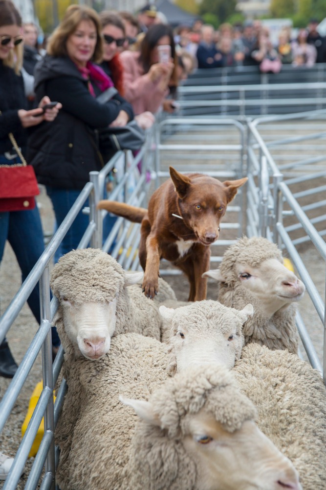 Dog Lovers Show working dogs