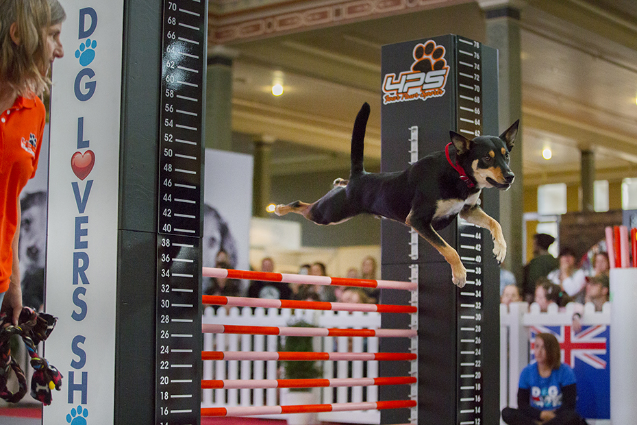 dog lovers show k9 ninja