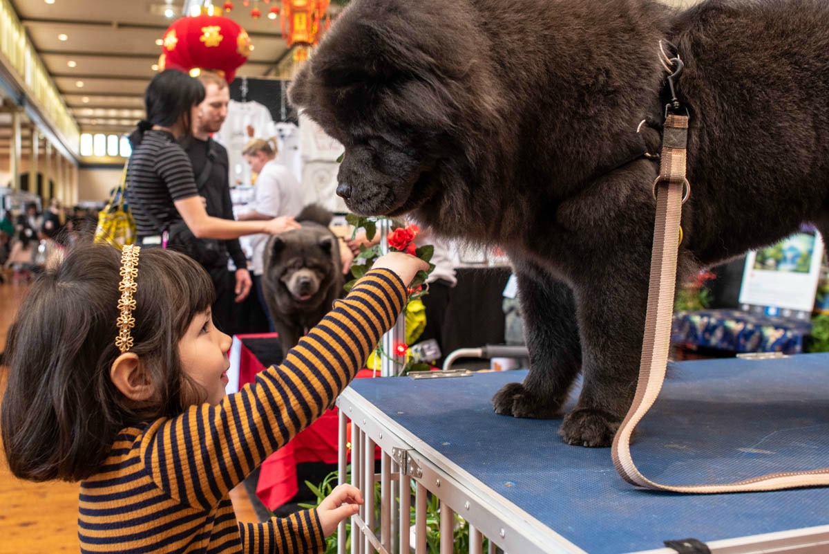 dog-lovers-show-breed-showcase