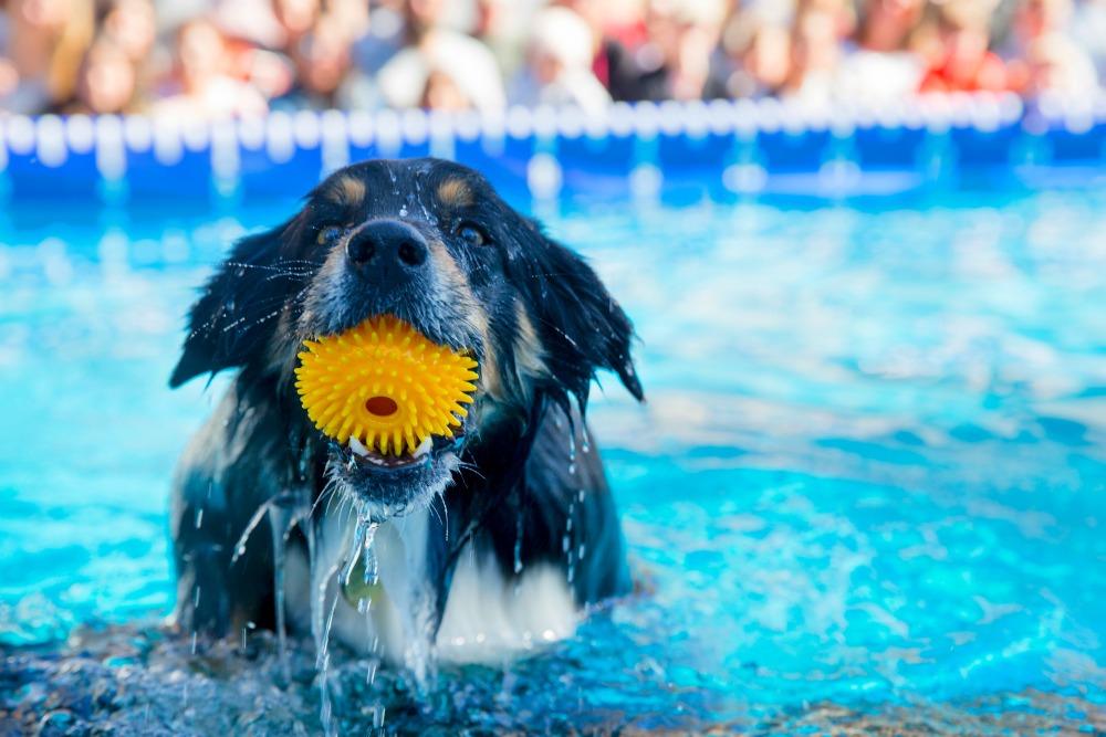 dog lovers show dock dogs