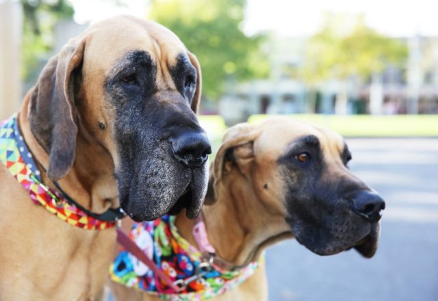 10 Pawsome Reasons to Visit the Dog Lovers Show Sydney